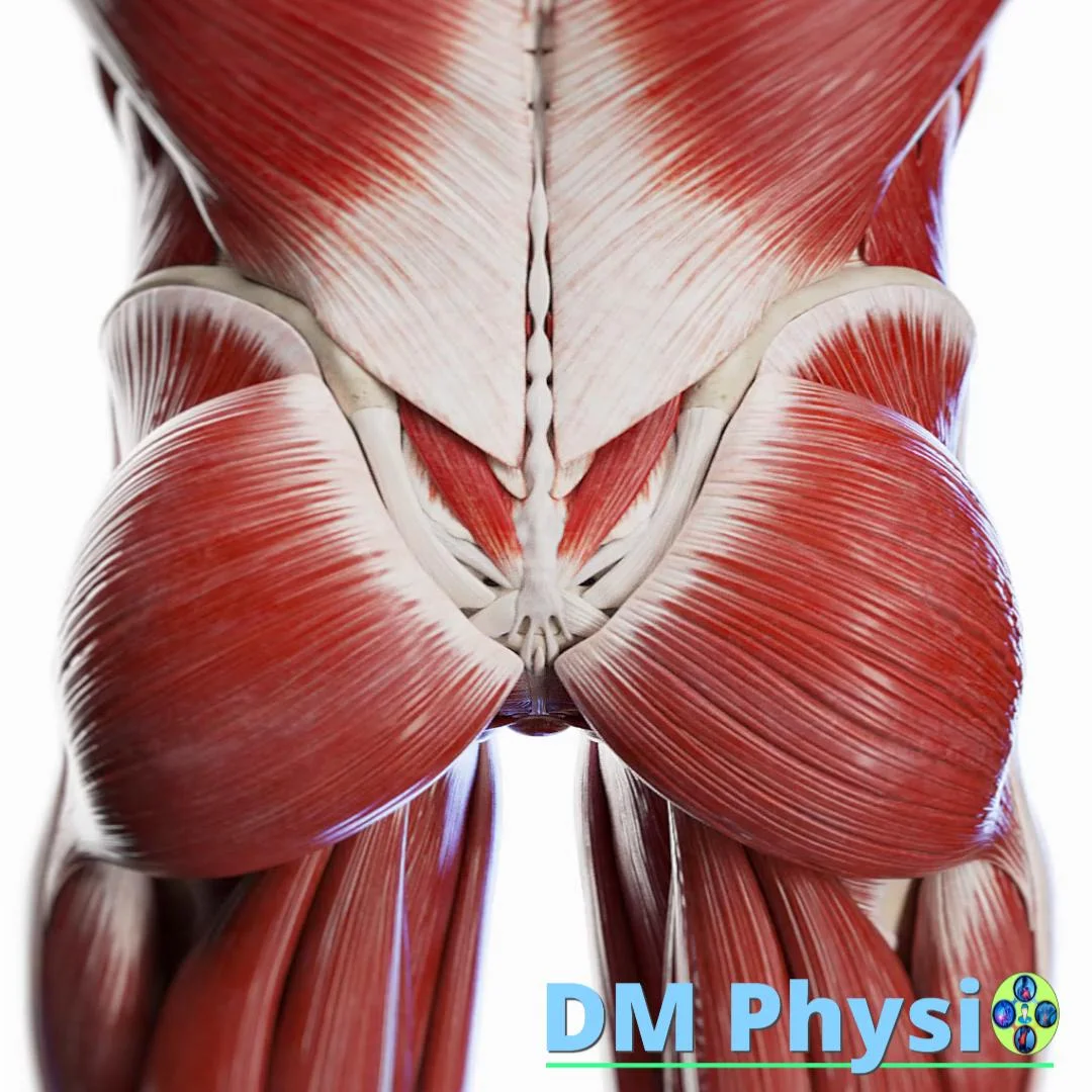 Изображение на мускулите на таза и седалището